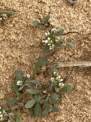 Lobularia libyca