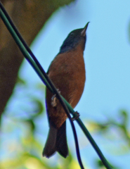 Diglossa baritula