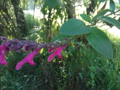 Salvia tortuosa