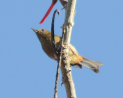 Diglossa baritula