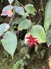 Cavendishia bracteata