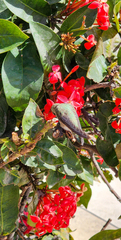 Calypte costae