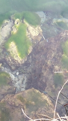 Cyprinodon nevadensis mionectes