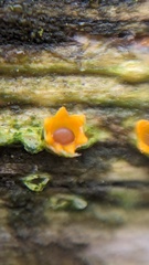 Sphaerobolus stellatus