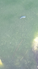 Cyprinodon nevadensis mionectes