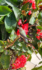 Calypte costae
