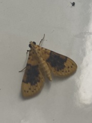 Conogethes