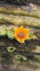 Sphaerobolus stellatus