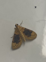 Conogethes