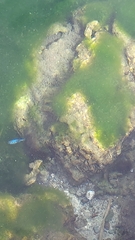 Cyprinodon nevadensis mionectes