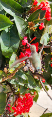Calypte costae