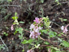 Ribes sanguineum glutinosum