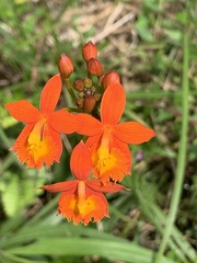Epidendrum radicans