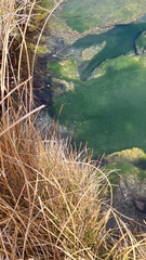 Cyprinodon nevadensis mionectes