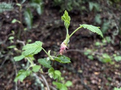 Ribes sanguineum glutinosum