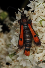 Chamaesphecia chalciformis