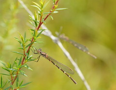 Austrolestes annulosus