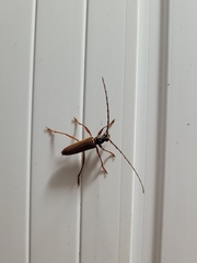 Mephritus serius
