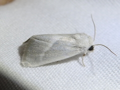 Leucocnemis nivalis