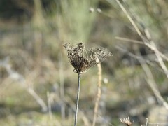 Daucus carota