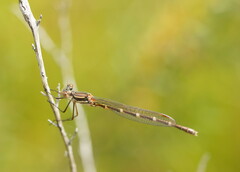 Austrolestes annulosus