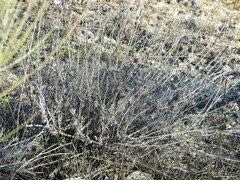 Helichrysum stoechas