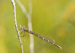 Austrolestes annulosus
