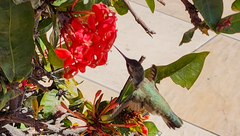 Calypte costae
