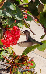 Calypte costae