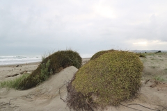 Muehlenbeckia complexa