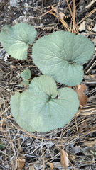 Packera coahuilensis