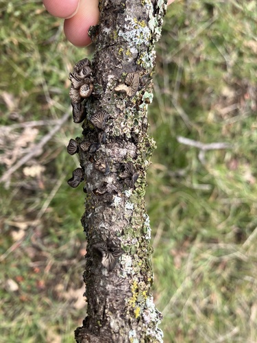 iNaturalist observation photo of Smoked Oysterling