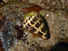 Conus ebraeus