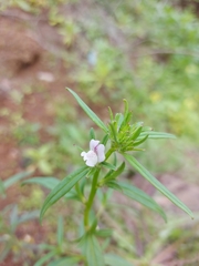 Misopates