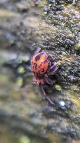 Dicyrtomina ornata, Noordwijk, Netherlands, photo 9 of 10