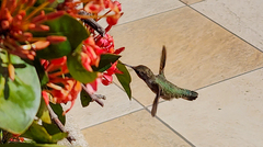 Calypte costae