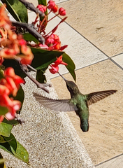 Calypte costae