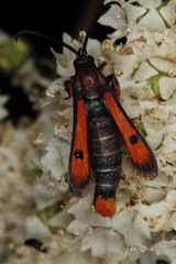 Chamaesphecia chalciformis