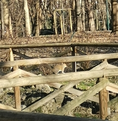 Sciurus carolinensis