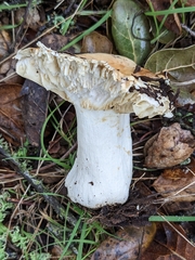 Russula cerolens
