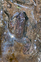 Leptodactylus validus
