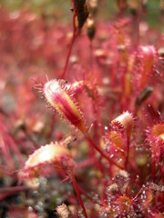 Drosera anglica