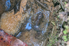 Leptodactylus validus