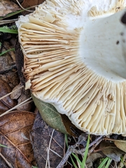 Russula cerolens