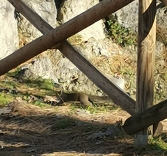 Sciurus carolinensis