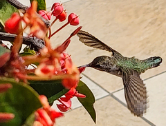 Calypte costae