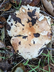 Russula cerolens
