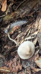 Mycena arcangeliana