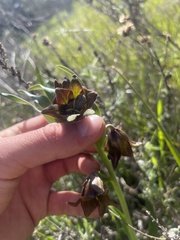 Fritillaria biflora