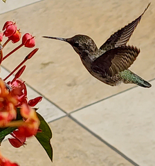 Calypte costae